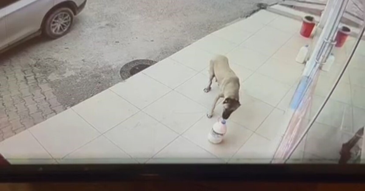 Kayıp süt bidonlarının duygulandıran gerçeği!